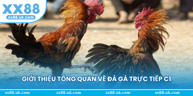 Giới thiệu tổng quan về đá gà trực tiếp C1