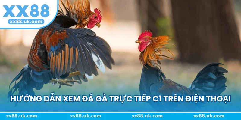 Hướng dẫn xem đá gà trực tiếp C1 trên điện thoại